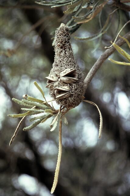 verlegenes Lächeln (Banksie)