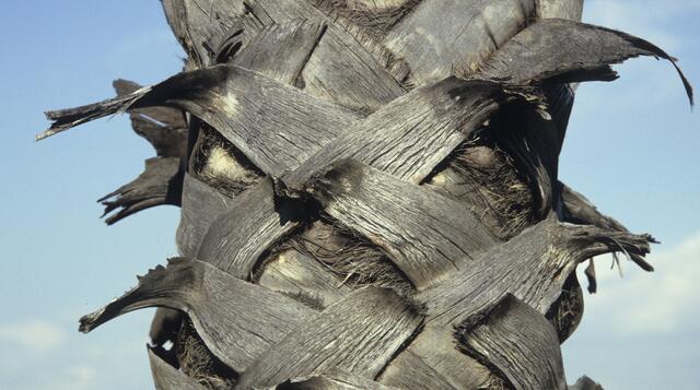 Uhu? Fantasiewesen? Bandagiertes Gesicht?