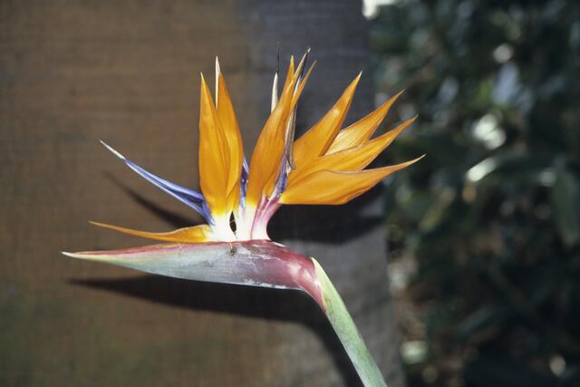 Vogelkopf (Strelitzie)