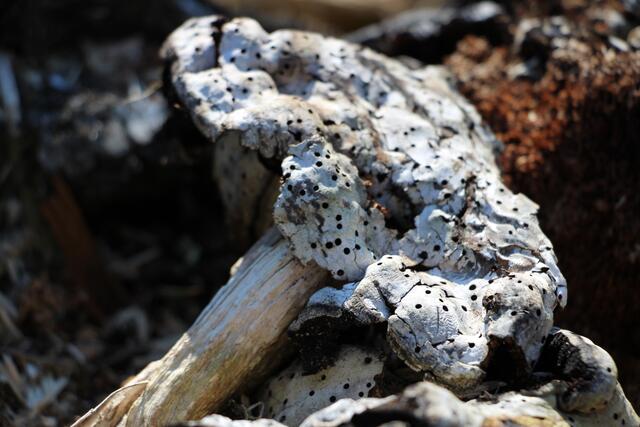 Eine Kröte (Totholz)