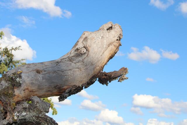 Gleich schnappt er zu