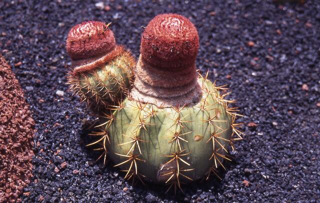 Brustwarzen an stachligem Busen