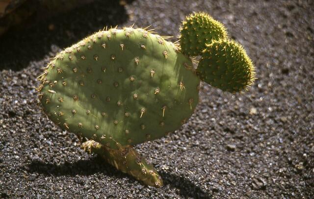 Das Huhn mit den zwei Köpfen