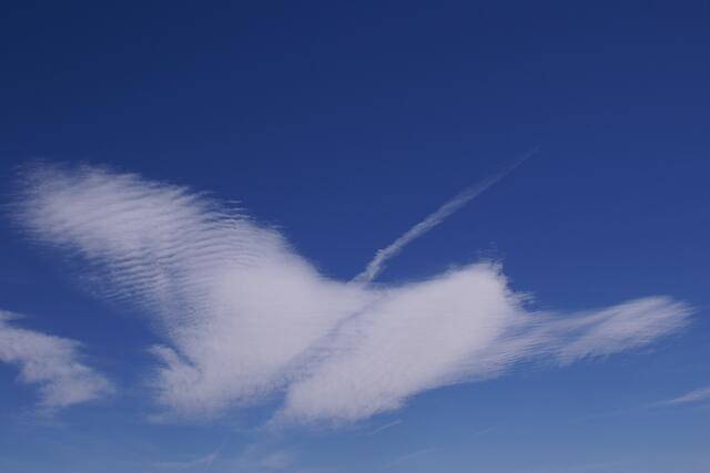 fliegender Schwan, ....