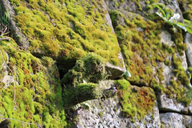 Hecht (im Wengert an der Mauer)