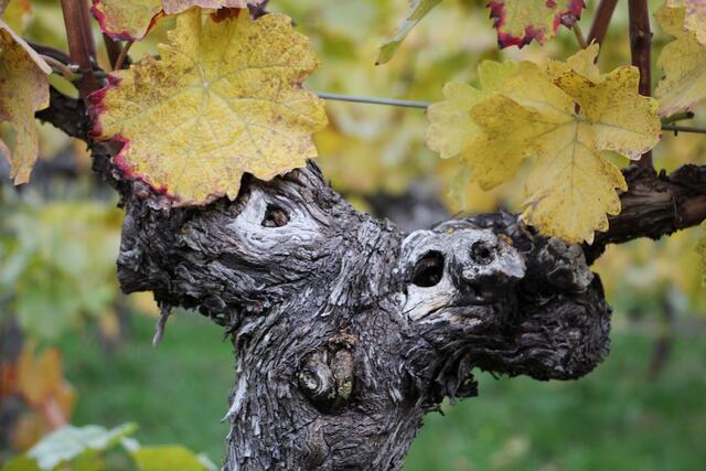 Was willst du, Hase ?   (alter Weinstock)