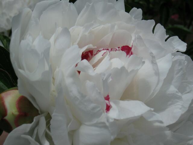 Warum so traurig (Pfinstrose)