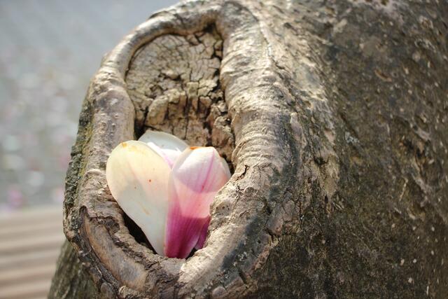 Pavianpopo (an der alten Magnolie)