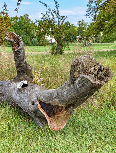 Da muss sogar das Krokodil lachen...