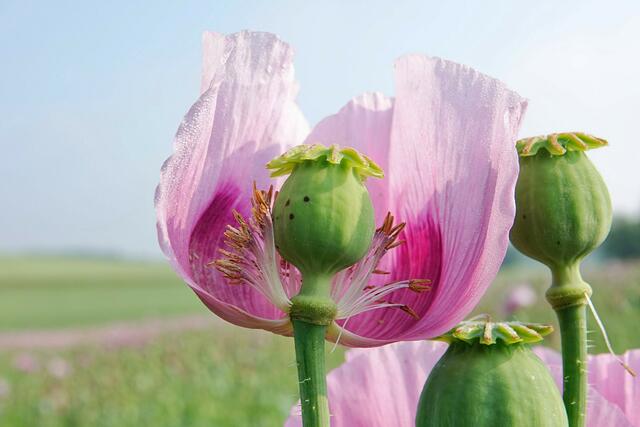 Mohnköpfchenballerina