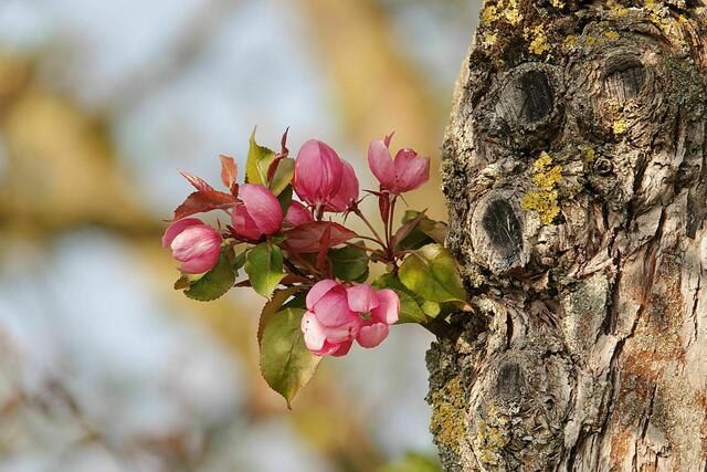 Das Gewinnerbild zur Fotoaktion "Kraft der Natur" kommt von Uschi Dugulin. | Foto: Uschi Dugulin