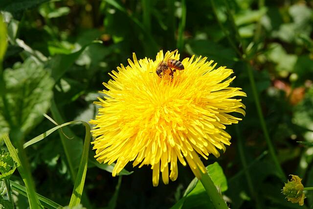 Beim Löckchen machen der Löwenzahnblüte ;-)