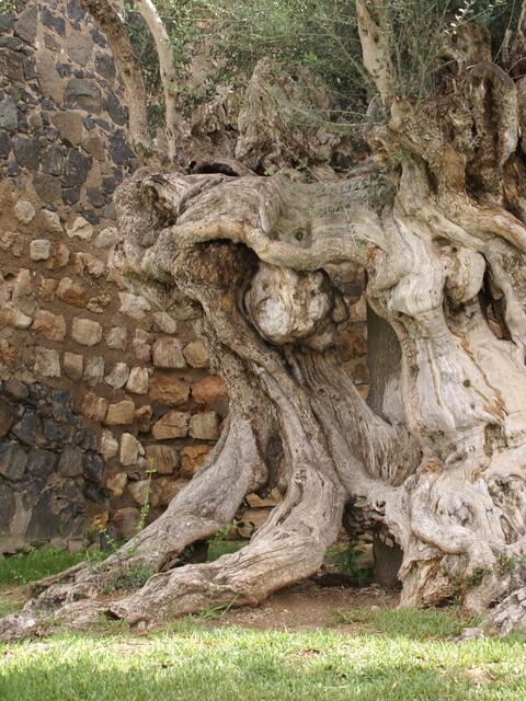 geisterhafter Lemur? nein, uralter Olivenbaum