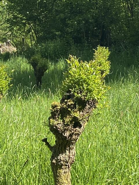 Ich hab die Haare schön …