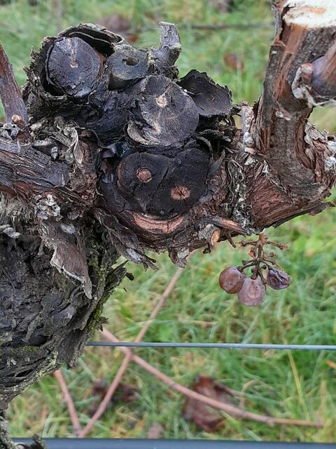 Der lachende Rebstock