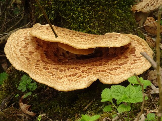 Immer schön freundlich lächeln …