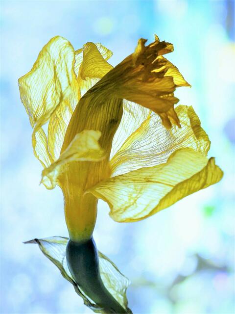 Schleiertanz des Bocksbärtigen (Narzisse, abgeblüht)