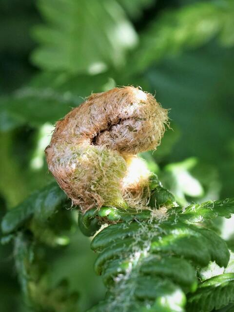 Der Farnkobold schaut dich an!