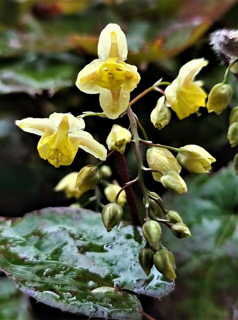 Die Blüte oben macht ein trauriges Gesicht