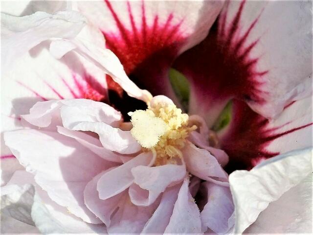 Wer schaut denn da? (Hibiskusblüte)