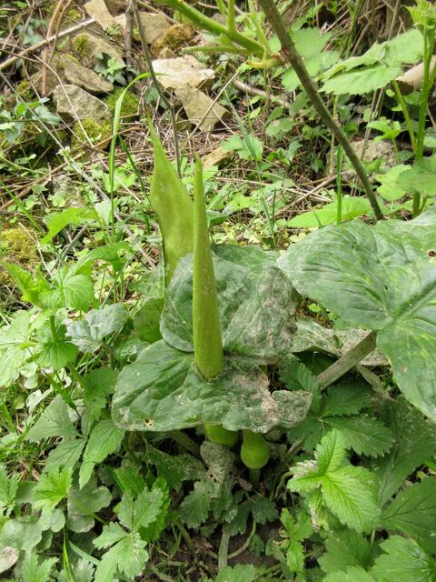 Die Blüten des Aronstabes habend die Blätter durchstoßen. Wieder ein Beispiel, welche Kraft doch die Natur hat.