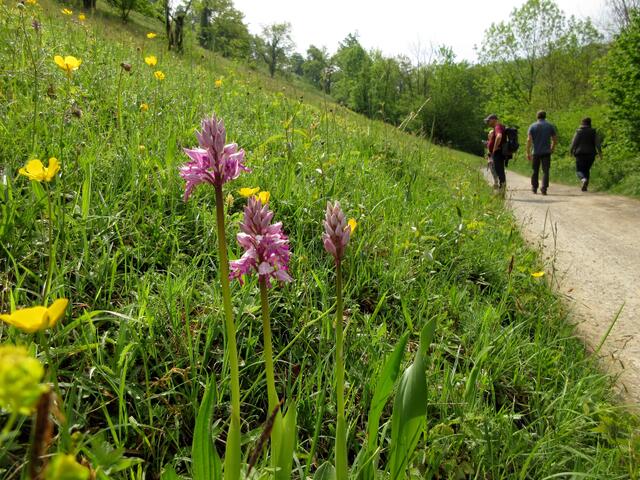 Ich kenne in der näheren Umgebung keine Wiese, die so unberührt üppig und direkt am Wanderweg ist. Die Menchen scheinen es hier wirklich zu respektieren und man da es gar nicht nötig ist, gibt es auch keine Trampelpfade in die Wiesen.