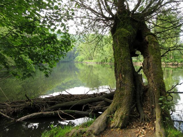 Alte Bäume am Enzeck