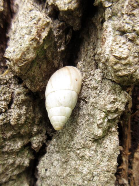 Langdeckelschnecke