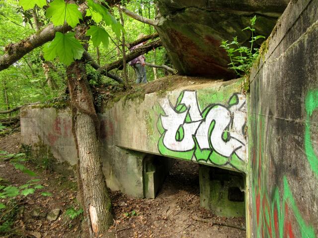 Zeugen der Neckar-Enz-Stellung findet man in diesem Wald zuhauf. Doch die Pflanzen wachsen auch auf Beton