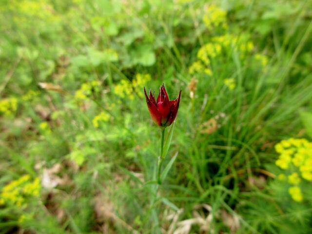 Kartäusernelke kurz vor der Blüte