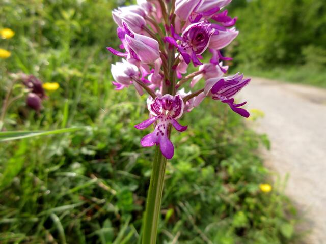 Direkt am Weg, auch auf unserer zweiten Runde, fanden wir die Orchideen. Links am Rand zum Beispiel eine Akelei, die leider auch noch nicht offen war.