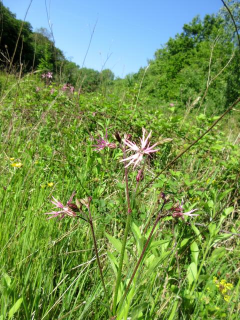 Kuckuckslichtnelken auf dem Hintersberg