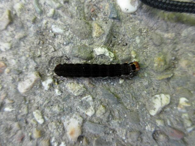 Raupe der Satellit-Wintereule