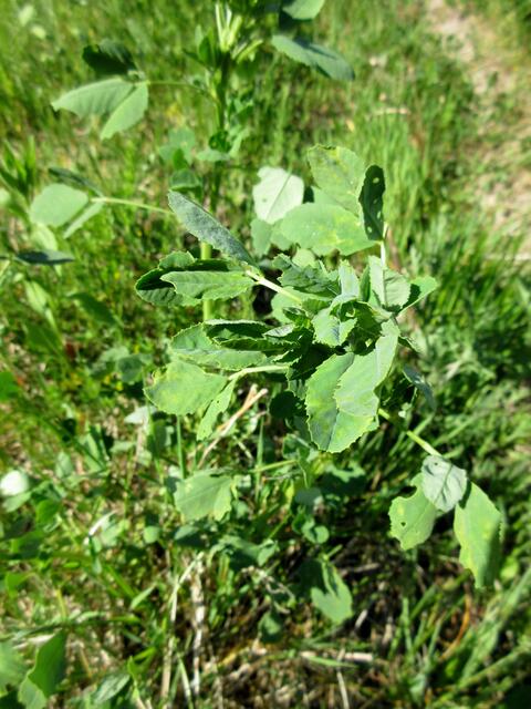Und der Steinklee noch ohne Blüten