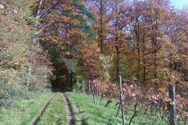 So sah dieser Schanzenweg im Herbst 2014 aus, mit Gras bewachsen und angenehm zu gehen.