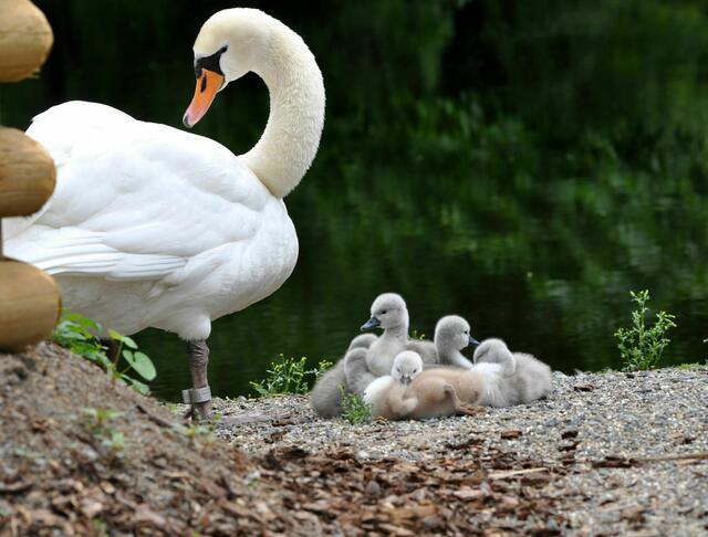 Noch in der Ruhephase | Foto: Daniela Somers