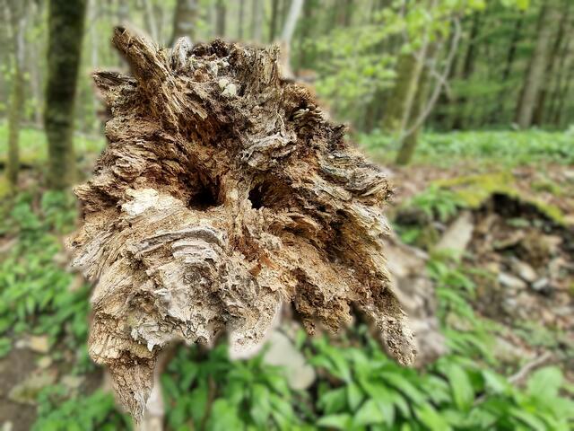 Alter Baumstumpf im Kupfertal bei Forchtenberg