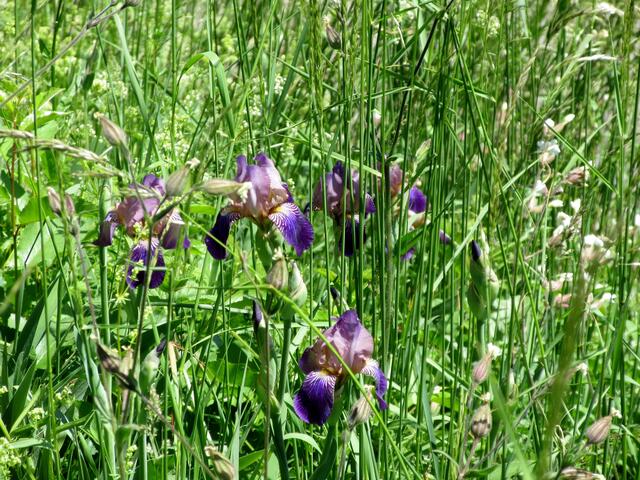Gleich daneben Iris