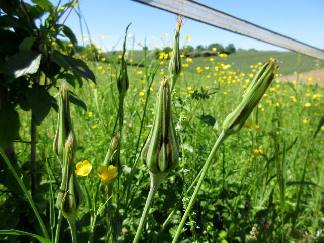 Hier ist der Wiesenbocksbart noch vor der Blüte