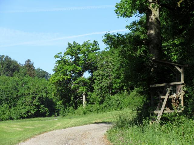 Diese Loch im Baum hat aber mit dem Absturz von 1944 nichts mehr zu tun.