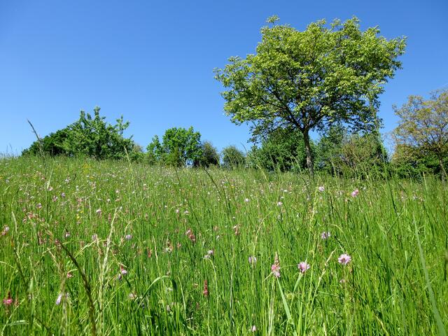 Das Spiel zwischen sonnigen Wiesen, Streuobstanlagen, Waldwegen und Weinbergen, es ist eine wunderbare Gegend.