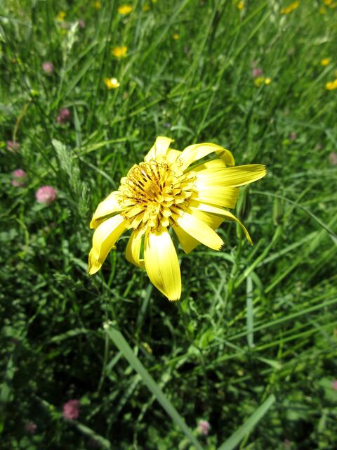 Wiesenbocksbart