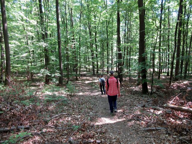 WT5 und der Württembergische Wein-Wanderweg geben sich hier ein naturnahes Stell-Dich-Ein