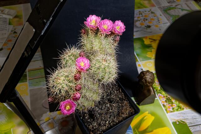 MaikingOf Bilder 1-3