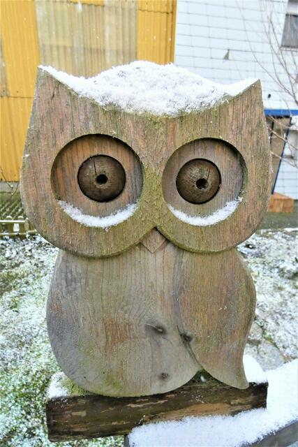 Schnee - Eule