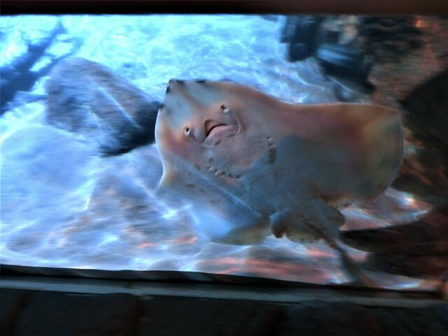 Ein Rochen schaut uns an