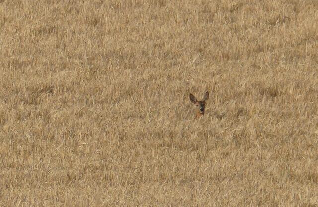Kornfeld mit Gesicht