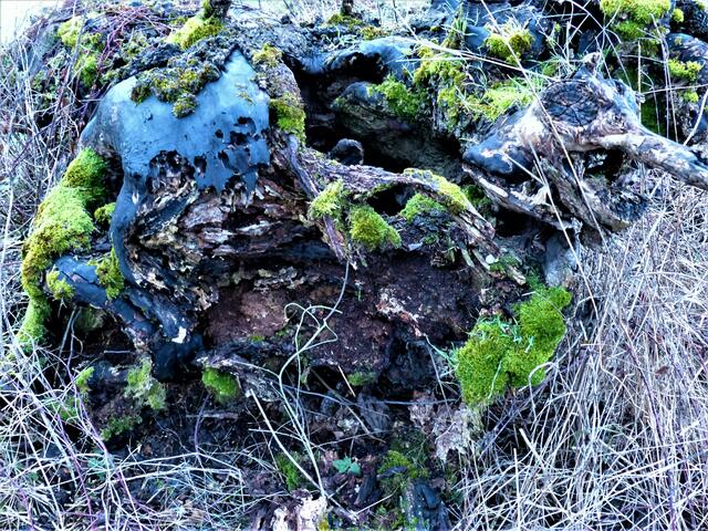 Der sehr seltene Holzvogel beim Fressen