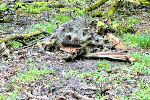 Deutsches Waldkrokodil