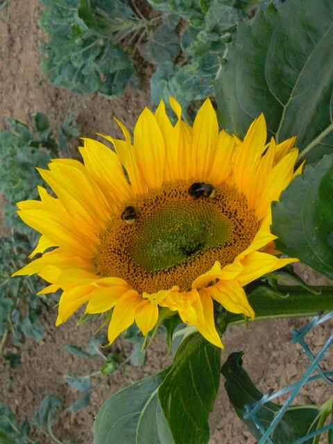 Eine Sonnenblume schaut uns an